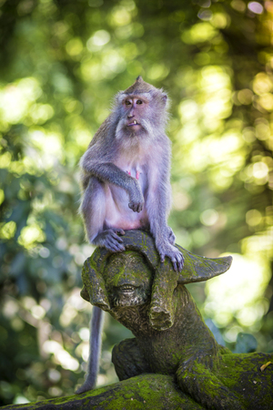 Monkey at Sacred Monkey Forest, Ubud, Bali, Indonesiaの写真素材