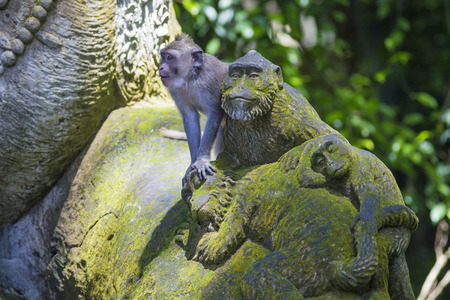 Monkey at Sacred Monkey Forest, Ubud, Bali, Indonesiaの写真素材