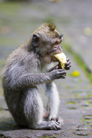 Monkey at Sacred Monkey Forest, Ubud, Bali, Indonesiaの写真素材