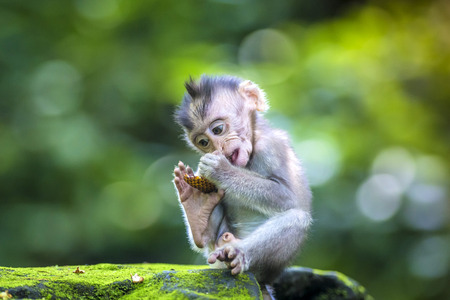 Little baby-monkey in monkey forest of Ubud, Bali, Indonesiaの写真素材
