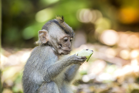 Little baby-monkey in monkey forest of Ubud, Bali, Indonesia