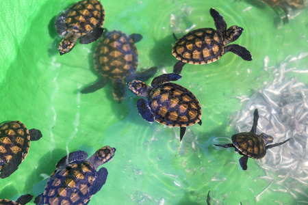 Baby Green Turtles in Small Pool.の写真素材