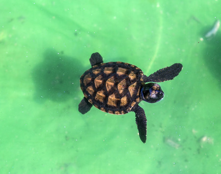 Baby Green Turtle in Small Pool.の写真素材