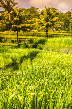 Rice fields, Bali, Indonesiaの写真素材