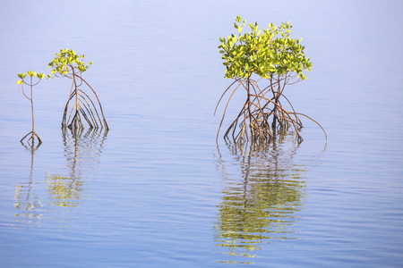 Mangrove treesの写真素材