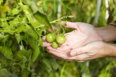 Tomato harvest. Farmers hands with freshly harvested tomatoesの写真素材