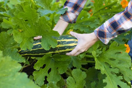 Hand holding squash on blurred green thuja backgroundの写真素材