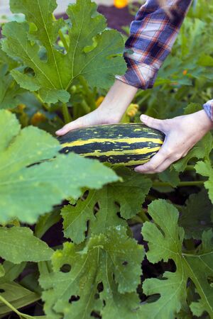 Hand holding squash on blurred green thuja background
の写真素材