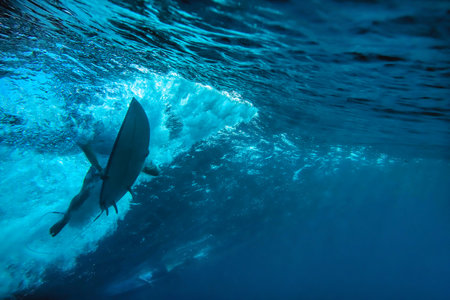 Surfer duck dives under glassy wave, underwater view shows surfboard nose cutting through blue water, sunlightの写真素材
