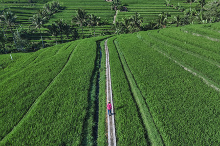 Female Tourist Walking in rice fields at sunny day.Jatiluwih rice terrace.Bali.Indonesia