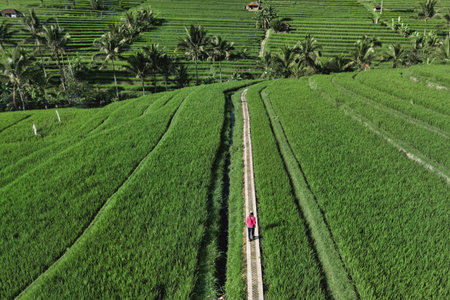 Female Tourist Walking Rice Fields Path, Aerial Drone View Over Emerald Terraced Paddies In Ubud...