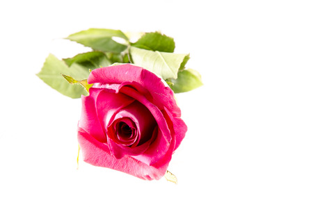 A rose is a woody perennial flowering plant of the genus Rosa, in the family Rosaceae, or the flower it bears.の写真素材