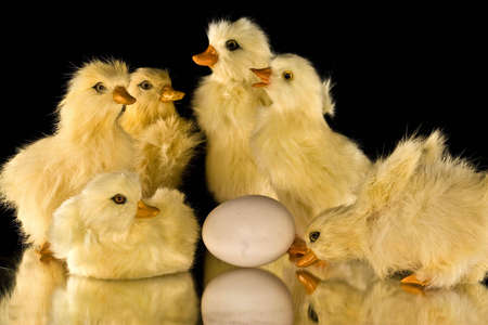 Yellow Baby Ducksの写真素材