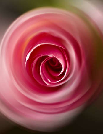 Swirling center of pink roseの写真素材