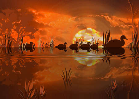 Mother duck and babies taking twilight swimの写真素材