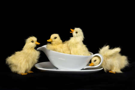 Four Baby prop ducks in gravy boatの写真素材