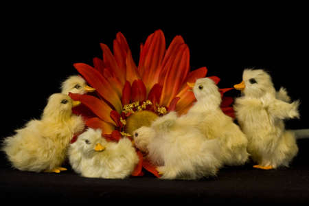 Six baby ducks exploring large flowerの写真素材
