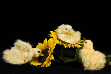 Three baby ducks resting on sunflowers