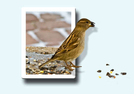 Bird Stepping out of Photo to feed.の写真素材