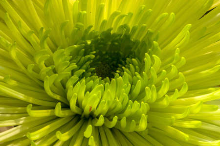 Center State Mumの写真素材