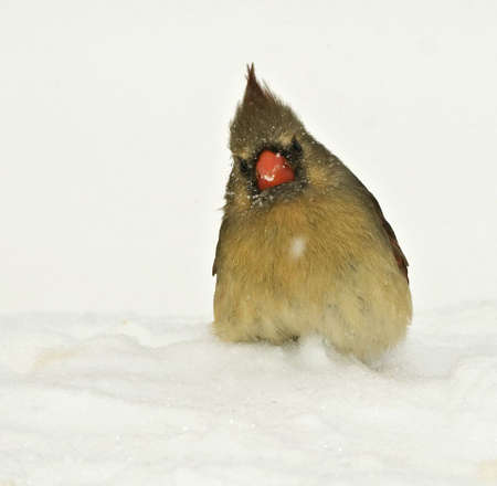 Female cardinal looking puzzled during snow stormの写真素材