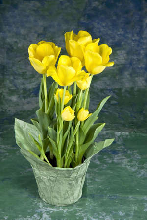 Yellow tulips on green blue backgroundの写真素材