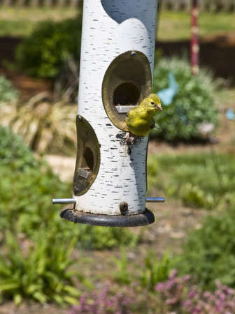 Baby yellow bird on bird feeder