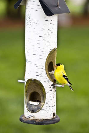 Yellow bird feeding at feeder with seed in its beakの写真素材