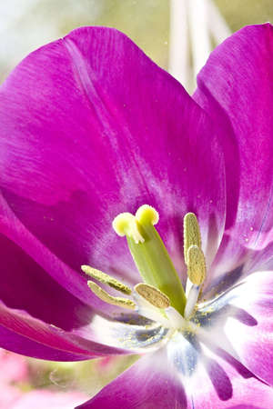 Closeup shot of tulip's center point.の写真素材