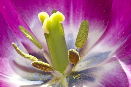 The center of a tulip and all it's beautyの写真素材