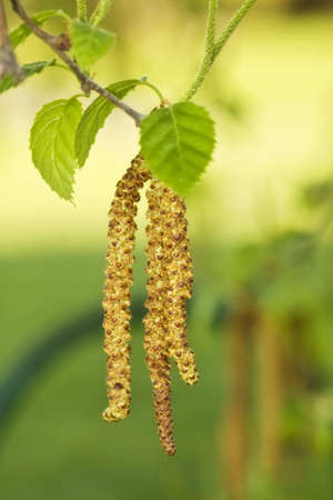 Catkins (Buds) on a white birch treeの写真素材