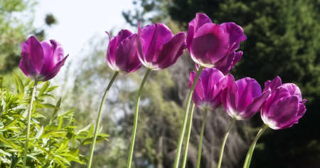 Closeup of tulips in garden