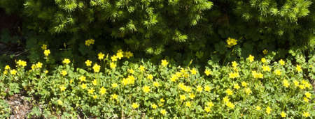 Spreading clover with tiny yellow flowers in the springの写真素材