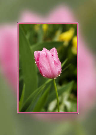 Tulip after a light rain placed over same blurred photoの写真素材