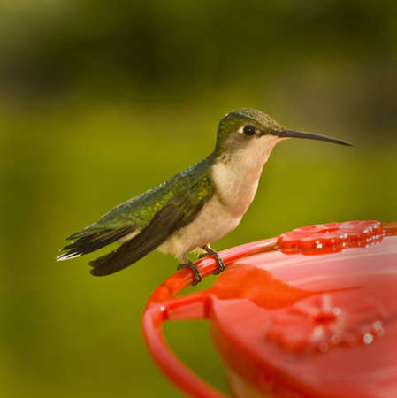 Hummingbird perched on feederの写真素材