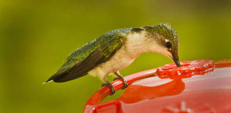 Focused on feeding hummingbirdの写真素材