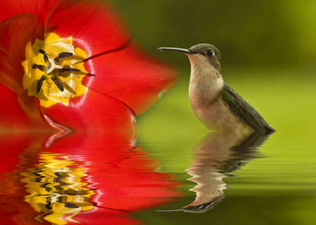 Hummingbird's reflection in water alongside of tulipの写真素材