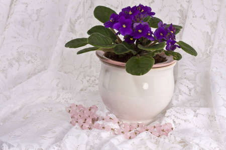 African Vilolet with beadsの写真素材