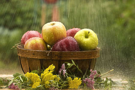 Raining on a basket of assorted apples outsideの写真素材