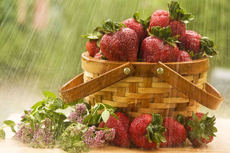 Raining of a basket of fresh strawberriesの写真素材