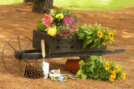 Working in Garden while putting flowers in small wheel barrel.の写真素材