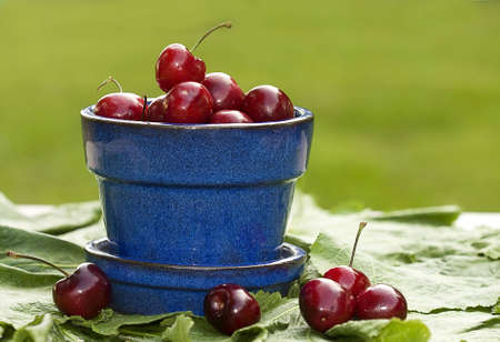 Planter filled with fresh cherriesの写真素材