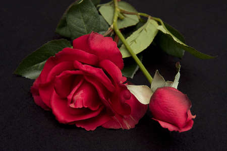 Closeup of Red rose and budの写真素材