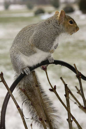 Squirrel on the watchoutの写真素材