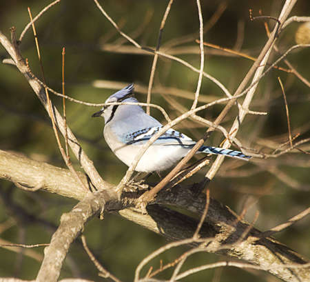 Blue Jay resting in branches in winterの写真素材