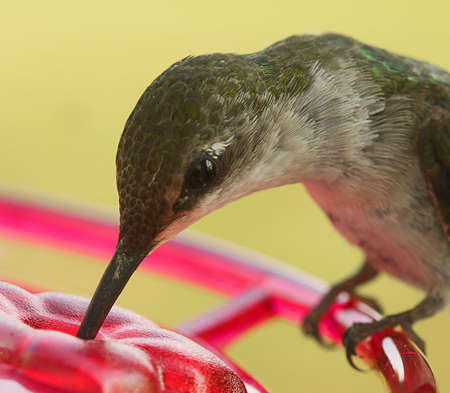 Hummingbird feedingの写真素材