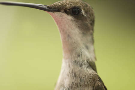 Extreme closeup Hummingbirdの写真素材