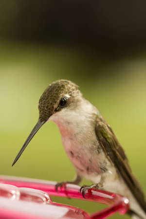 Hummingbird pausing before feedingの写真素材
