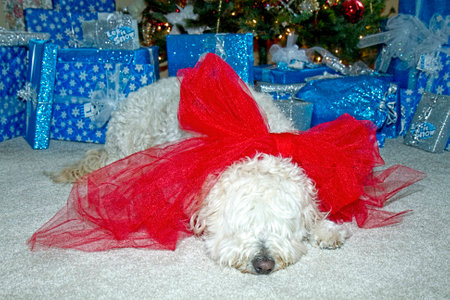 Sleepy dog wearing huge red bow in front of Christmas tree and presentsの写真素材