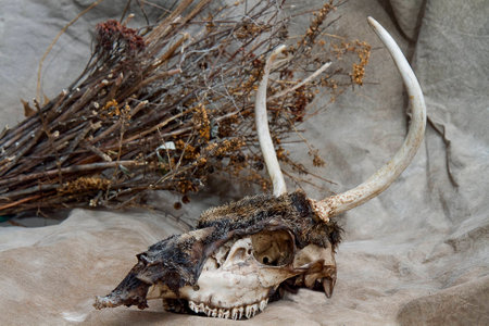 Deer Head Skelton の写真素材